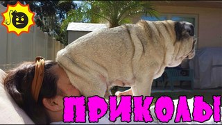 Приколы с животными 2018 Угарные и Смешные Видео Про Собак и Кошек Смешные животные 2018 Funny Pets