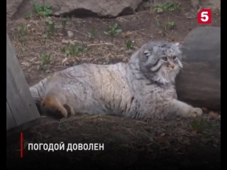 Манул