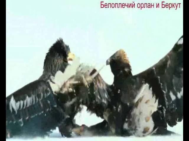 Белоплечий Орлан vs Беркут