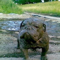 Александр Абаев