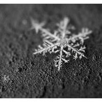 Елизавета Цыколина