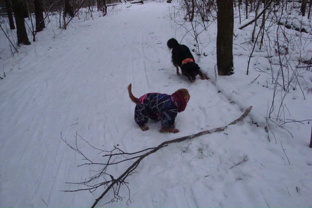 Кошки в нашей жизни. Кошки и все, что с ними связано.