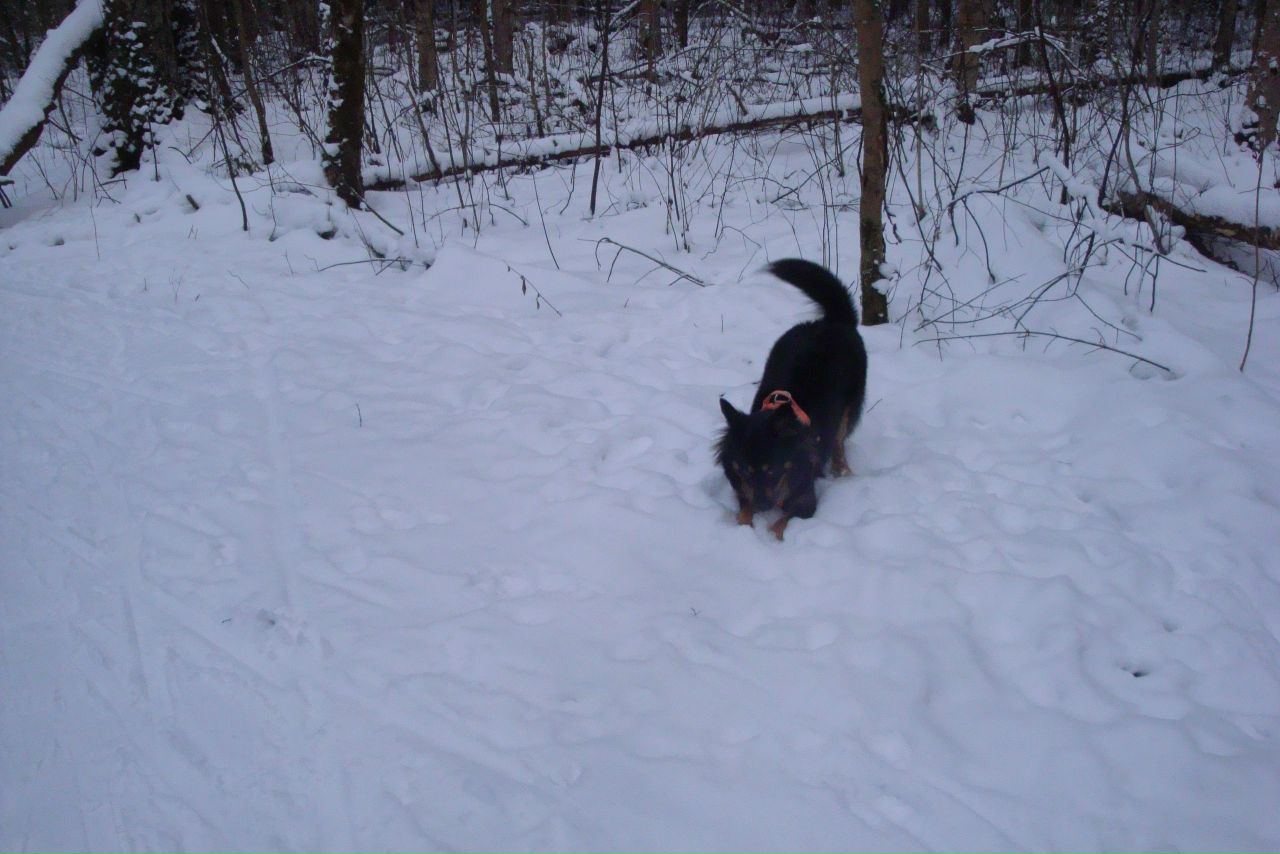 Кошки в нашей жизни. Кошки и все, что с ними связано.