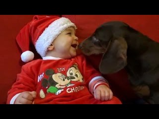 Cute and Funny ★ Dog Dachshund makes Baby laugh whenever they meet