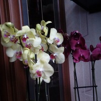 Лилия Артамонова