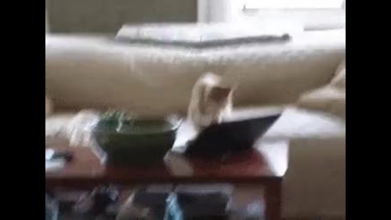 Doc247179809_477713802.mp4