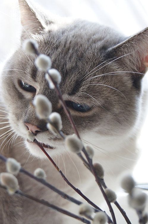 Кошки в нашей жизни. Кошки и все, что с ними связано.