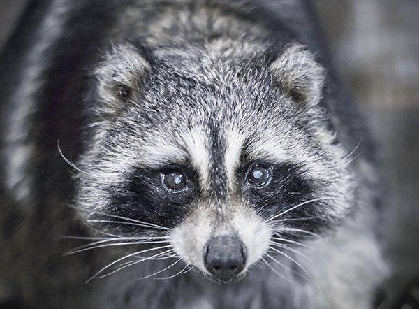 Енот Масяня из Томской Писаницы