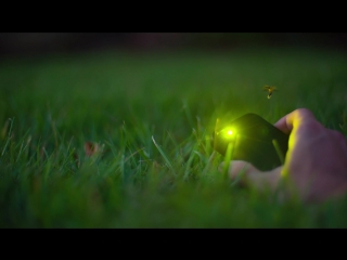 So ... Sometimes Fireflies Eat Other Fireflies ¦ Deep Look