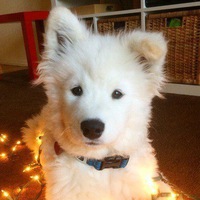 Пал Сергеич