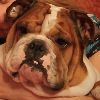 Алексей Синтепух