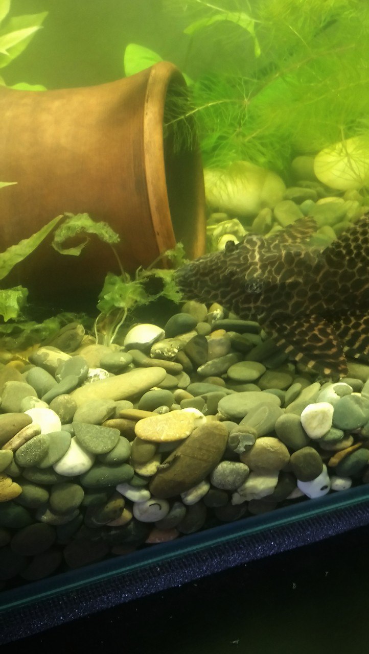 Картинка с форума