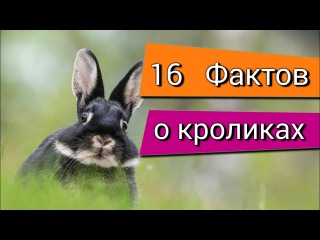 Интересные факты о кроликах
