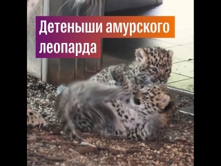 Детеныши леопарда родились в зоопарке в Вене