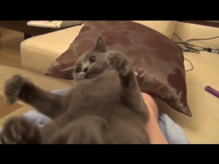 Кот гавкает