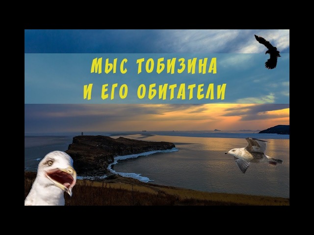 Мыс Тобизина и его обитатели