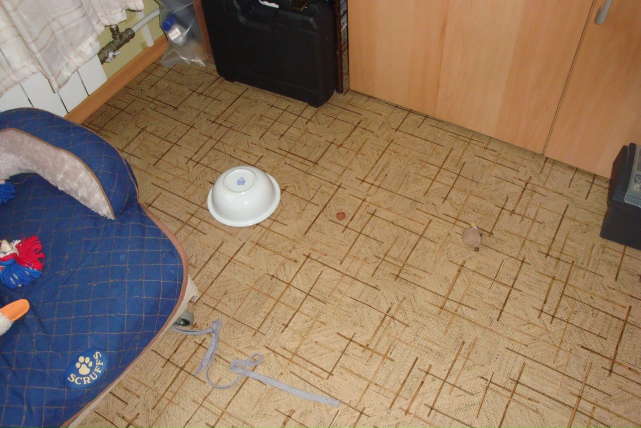 Кошки в нашей жизни. Кошки и все, что с ними связано.