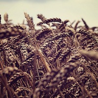 Максим Юрич