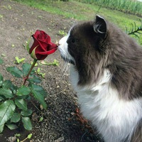 Аня Захарова