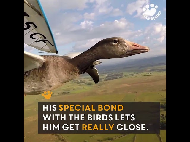 Take a magnificent flight with geese