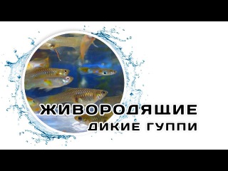 Аквачеллендж-Ж | Живородящие. Дикие гуппи. Гуппи Эндлера