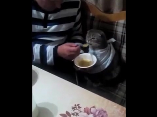 Кот ест по-человечески (6 sec)