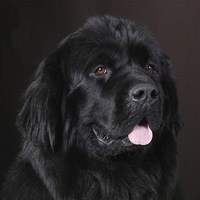 Дмитрий Новый