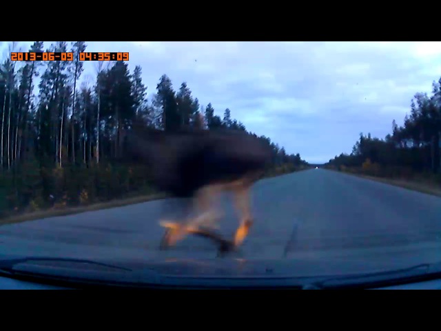Сбил лося на приоре