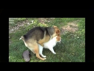 Лучшие спаривания собак с кошками Смешные видео с животными Приколы с кошками