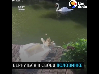 Воссоединение половинок
