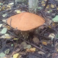 Наталья Павловская |