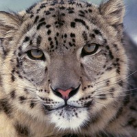 Наталья Черненко | Барнаул