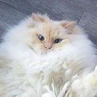 Соня Пронина