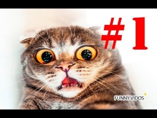 Подборка лучших приколов 2018! Приколы с животными! Смешные собаки, кошки и испуги людей!