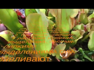 Убийцы хищники. Плотоядные Хищные растения