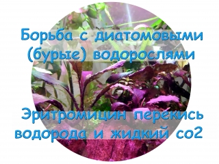 Борьба с диатомовыми (бурые) водорослями Эритромицин перекись водорода и жидкий со2