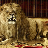 Александр Лучший | 