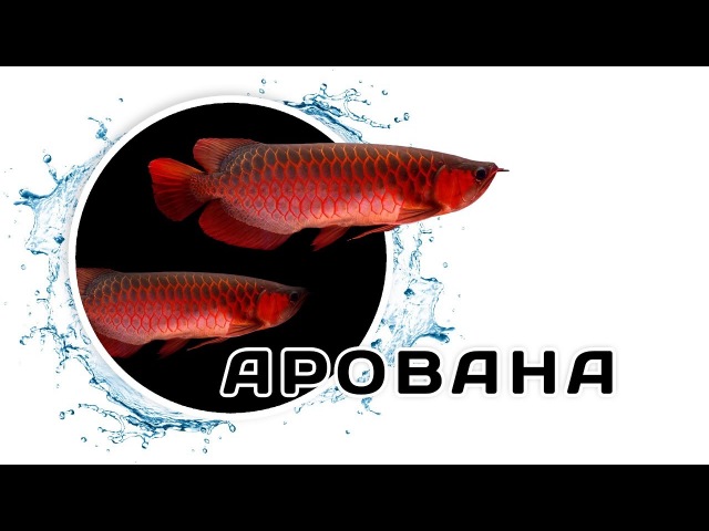 Арована – Рыба-дракон