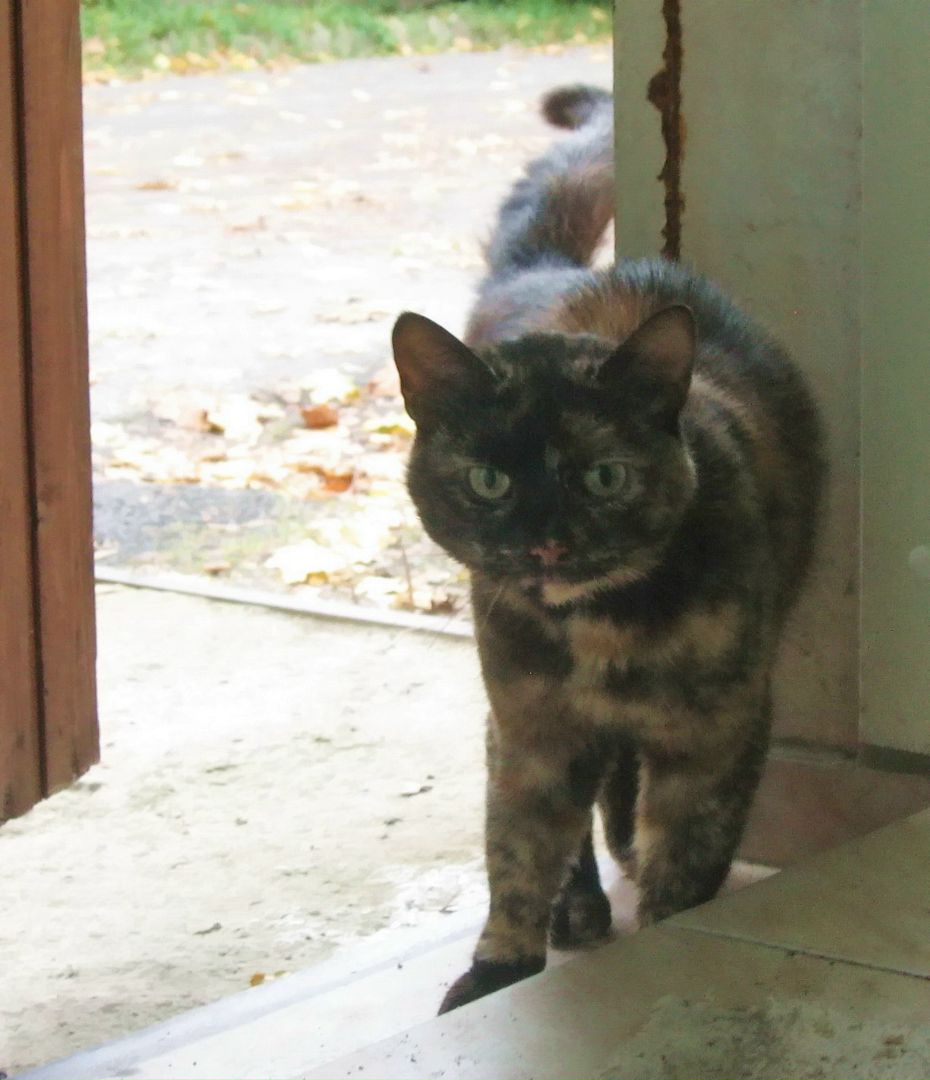 Кошки в нашей жизни. Кошки и все, что с ними связано.