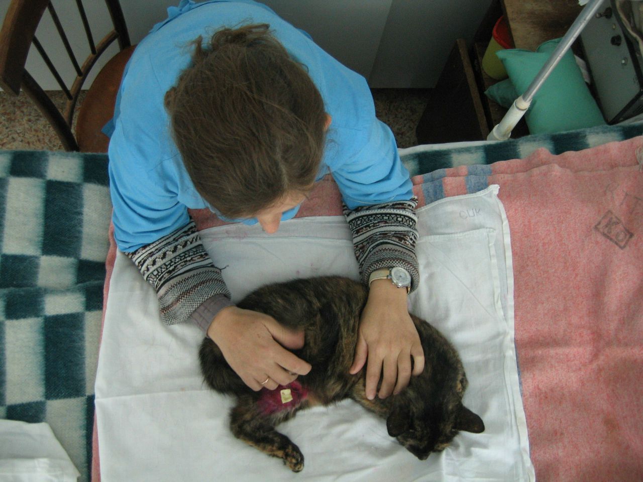 Кошки в нашей жизни. Кошки и все, что с ними связано.