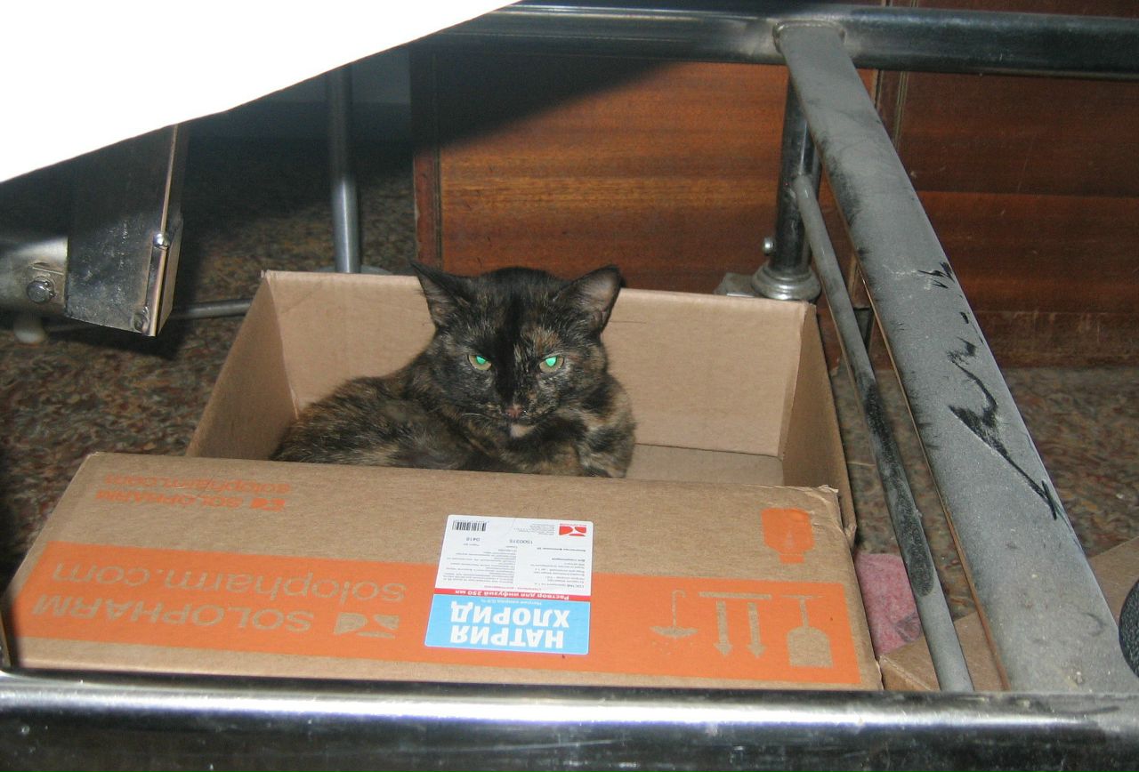 Кошки в нашей жизни. Кошки и все, что с ними связано.