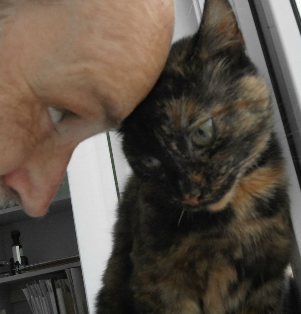 Кошки в нашей жизни. Кошки и все, что с ними связано.