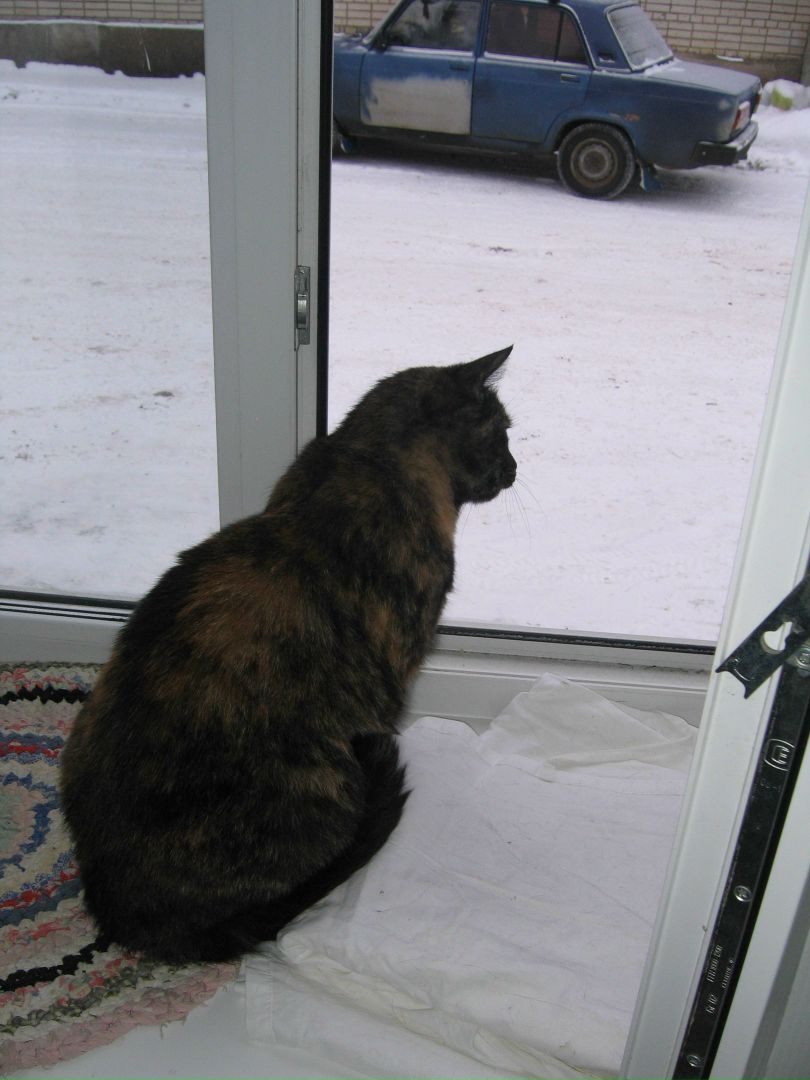 Кошки в нашей жизни. Кошки и все, что с ними связано.