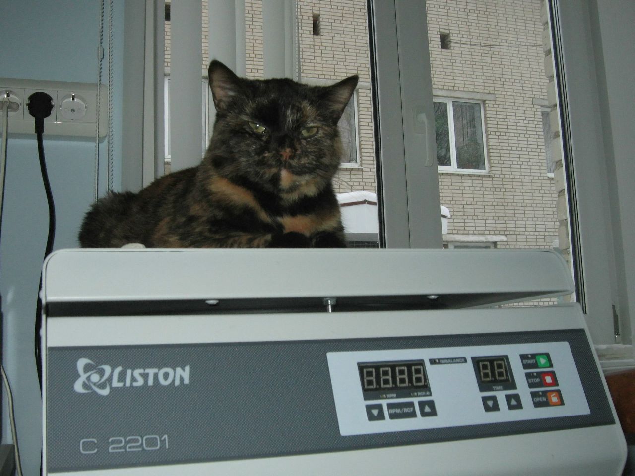 Кошки в нашей жизни. Кошки и все, что с ними связано.