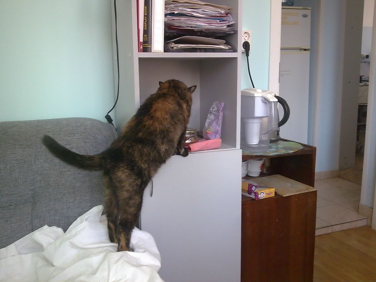 Кошки в нашей жизни. Кошки и все, что с ними связано.