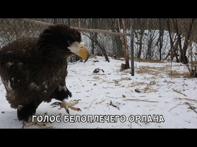 ГОЛОС БЕЛОПЛЕЧЕГО ОРЛАНА