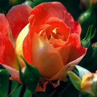 Светлана Мезенцева