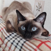 Николай Астахов