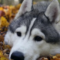 Злата Волкова | 