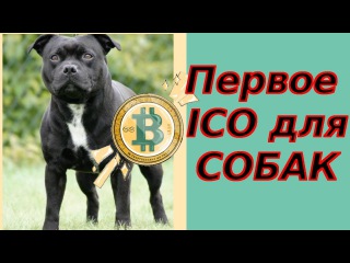Первое ICO для собак | Интервью с CEO Zkylos